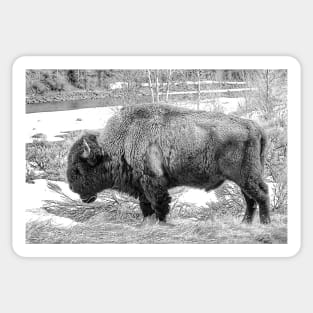 The Spirit Of The Buffalo  - Black And White Sticker